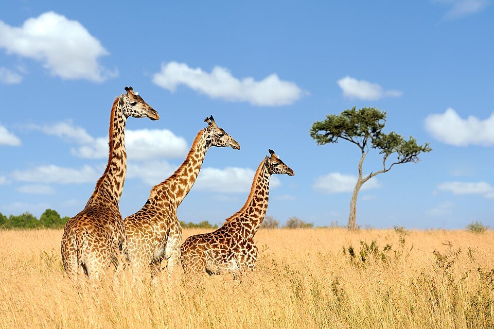 Africa