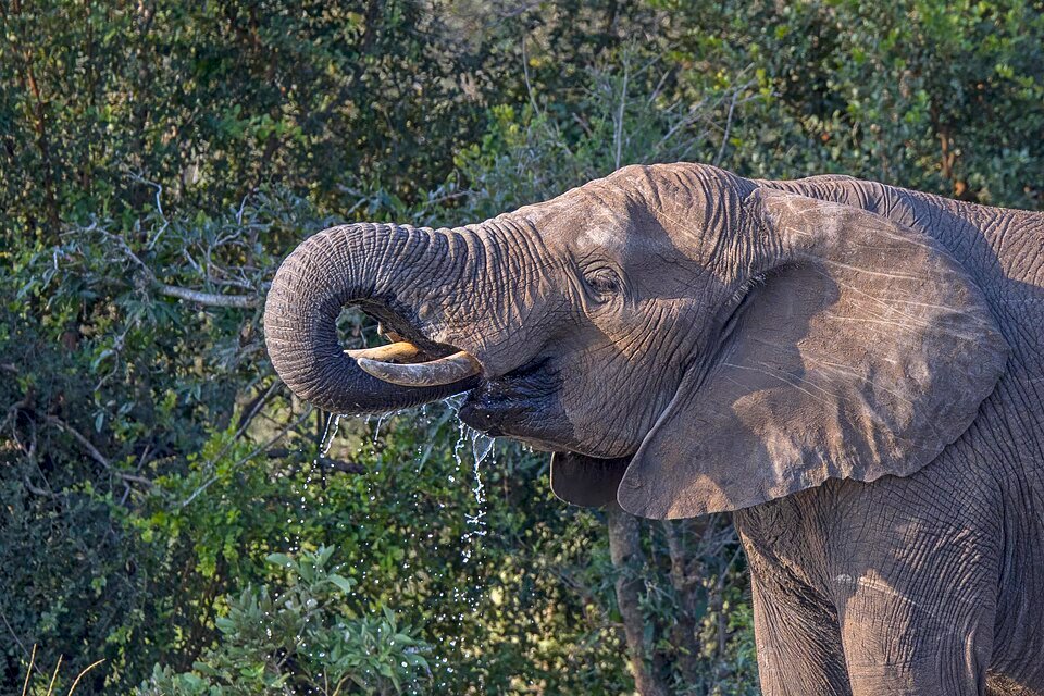 South Africa